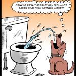 Dog-Drinking-Bidet