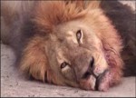 Lion Killer Dentist Claims He Feared for His Life, Shot in Self Defense