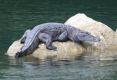unusual urges, crocodile